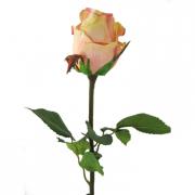 Dutchessrosenknospe Rose creme-rosa 49cm
