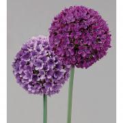 Allium Kunstblume Premium Seidenblume flieder 66cm