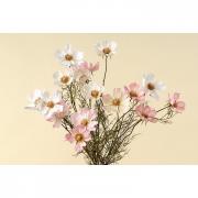 Cosmea Premium Seidenblume Schmuckk�rbchen creme 67cm