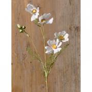Cosmea Seidenblume Schmuckk�rbchen creme-wei� 52cm