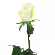 Dutchessrosenknospe Rose Seidenblume wei� 49cm