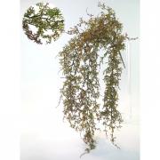 Coral Farn Kunstblume Farnh�nger gr�n terra 85cm