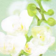 IHR Servietten Cocktail 25x25cm Orchidee wei�-gr�n