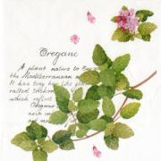 IHR Servietten Lunch 33x33cm Oregano Kr�uter