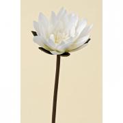 Lotus Bl�te Seidenblume Kunstblume creme 71cm