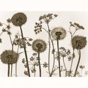Andrews Tischsets Pusteblume 4 Stk.