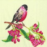 IHR Servietten Cocktail 25x25cm Song Bird Vogel