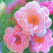 IHR Servietten Lunch 33x33cm Candy Pink Rosen