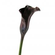 Calla Kunstblume bordeaux 75cm