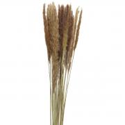 Grasbndel Deko Trockenblume Mod. B 80cm