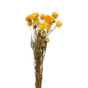 Strohblumen gelb getrocknet Deko Bund Trockenblumen 50cm