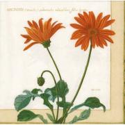 Ambiente Servietten Lunch 33x33cm Arctoti�s