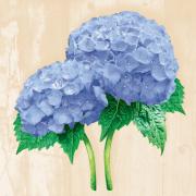 Ambiente Servietten Lunch 33x33cm Hydrangea lila