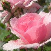 R�ucherst�bchen "Rose"