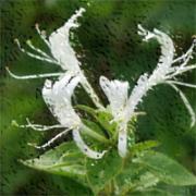 R�ucherst�bchen "Geissblatt"