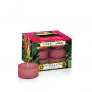 Yankee Candle Tropical Jungle Teelichte 12 Stk.